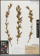 Foto von Salix triandra subsp. triandra L.